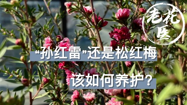 “孙红雷”还是松红梅?傻傻分不清楚?松红梅养护分享