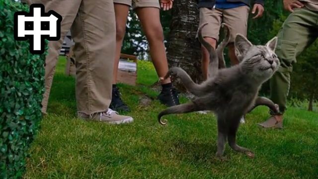 能变幻出任何猫系动物的魔法女孩,还没等三秒,猫咪就进化出翅膀