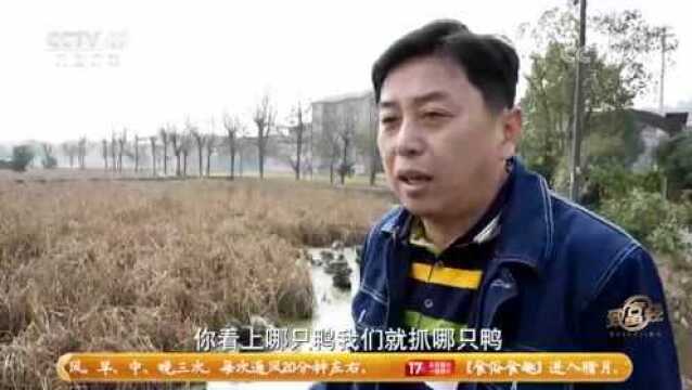 厉害了!辰溪县养殖大户钟小宏上央视了,看他如何创业致富经!