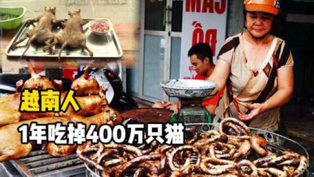 1年吃掉400万只猫,越南人口味如此特殊,为何中国从不吃猫肉?