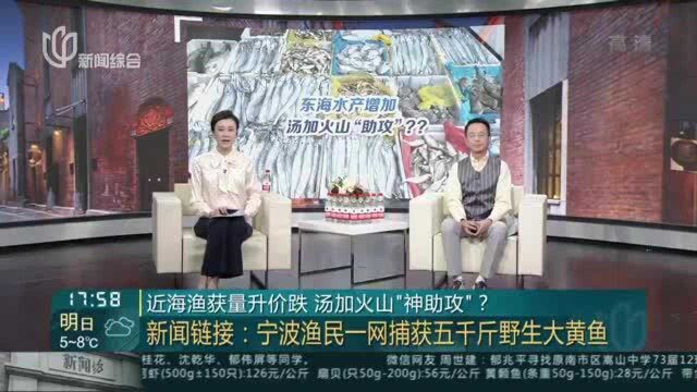 近海渔获量升价跌 汤加火山“神助攻”?——新闻链接——宁波渔民一网捕获五千斤野生大黄鱼