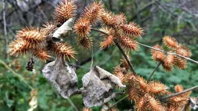 农村的苍耳子到底有啥用?别再浪费掉,学会一年能省不少钱