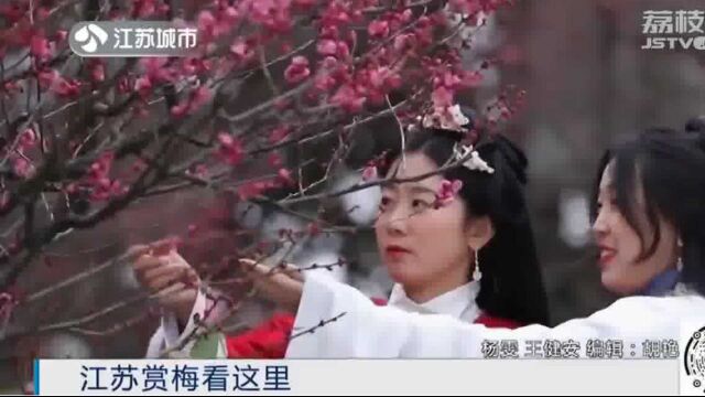 又到一年赏梅季 南京梅花山梅花绽放 带你云赏梅