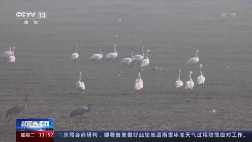 江西鄱阳湖候鸟陆续集结北迁 各地加强巡护