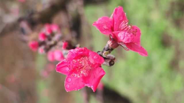 广东河源连平万亩桃花含苞待放,预计本周迎来最佳观赏期