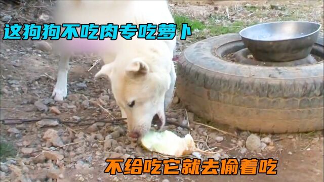 这狗不吃肉专吃萝卜,不给吃就偷着吃