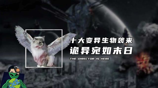 长着翅膀的猫你见过吗?