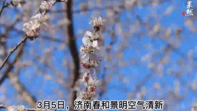 果然视频|惊蛰蜜蜂来闹春,济南千佛山万朵山桃花娇艳动人