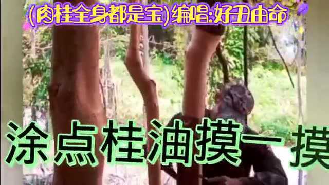 精选白话山歌:《肉桂全身都是宝》