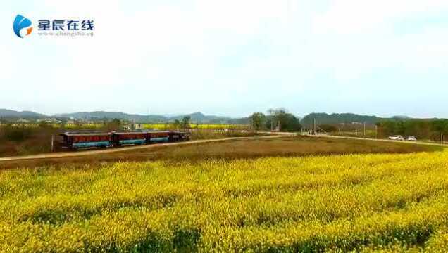 宁乡春日之约①梅柳争艳菜花春,宜访古、游园、踏青