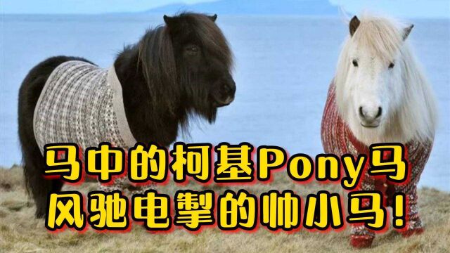 马中柯基Pony马,一只风驰电掣的帅小马!