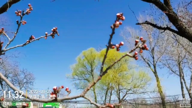 春遇垂杨柳,消尽前秋愁.再见花骨朵,忘却今生忧.苏櫶邑ⷥŒ—京