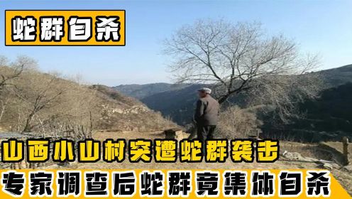 山西农村被蛇群袭击，又一夜间消失无踪，被发现时竟集体“自杀”