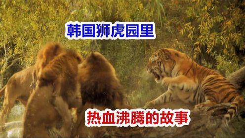 韩国狮虎园第2季：虎飞叛乱！来自中国的老虎，在狮群群虎中崛起
