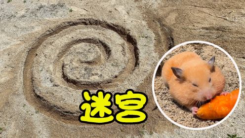 小仓鼠在沙滩上玩螺旋状迷宫，好搞笑