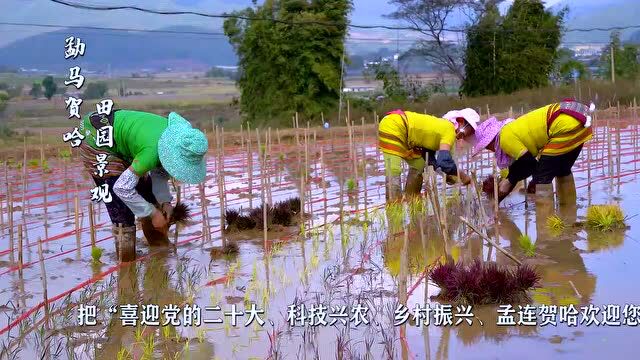 孟连:多彩水稻“绘”出壮美乡村画卷