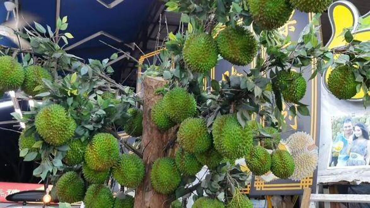 刚买回来的盆栽,送了好多榴莲,够吃一个月了!#榴莲 #榴莲爱好者