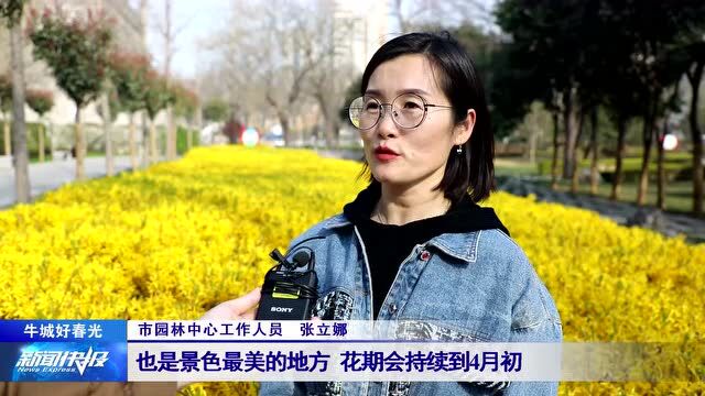 【牛城好春光】连翘绽放满枝头 色泽金黄惹人爱