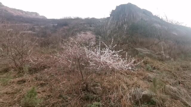 秦岭春天百花齐放,而我最喜欢玉兰花,它为什么又被称为鬼花?