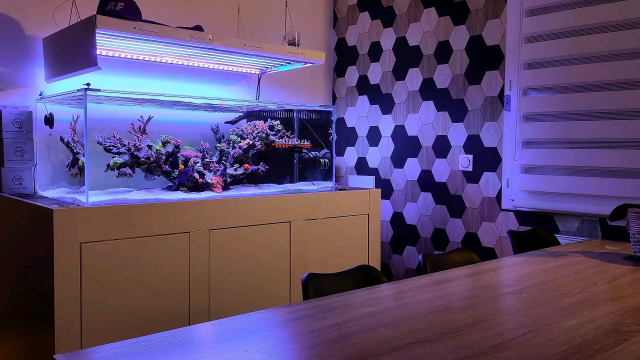 v字型造景珊瑚缸