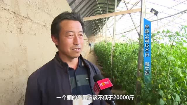 冀州区:抓农业结构调整 促农民增收农业增效