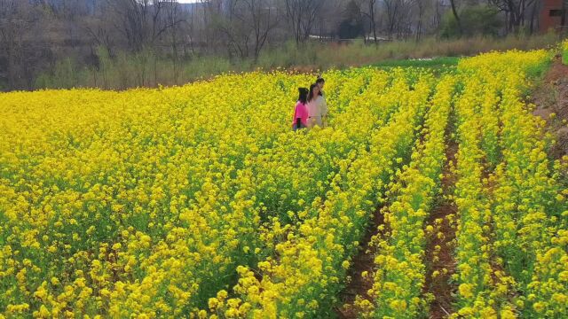 洛阳】十八盘乡高山梯田油菜花灿烂绽放