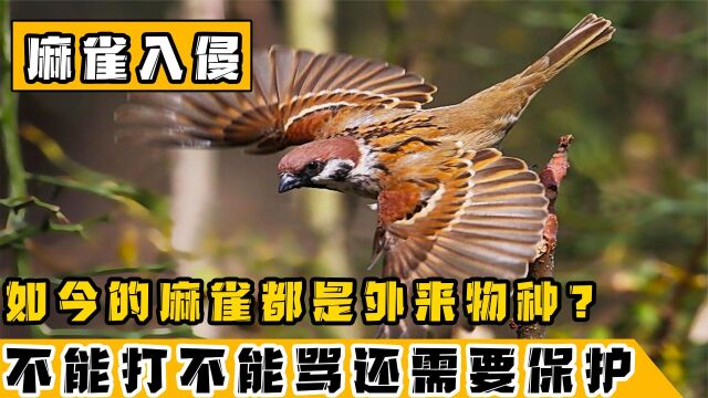 中国麻雀已经泛滥成灾?农民讨厌却无可奈何,原来大都是外来物种