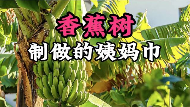 香蕉树如何制作姨妈巾的