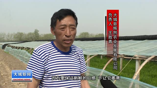 大城县旺村镇:做优特色农业产业促农增收