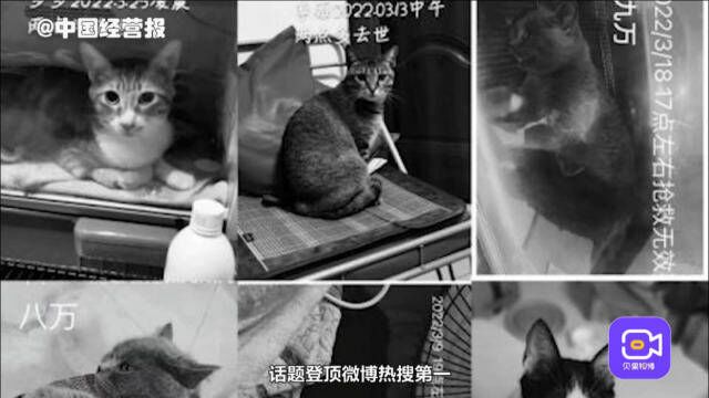 上百只猫咪死亡!信元发育宝猫粮事件后,会对国产猫粮造成啥影响?