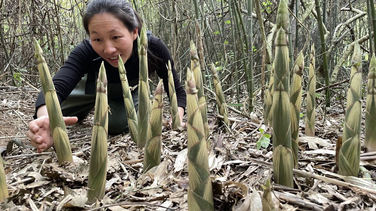 有老闆來收購小野筍, 村裡組團來掰竹筍的,一天能掙1000多元