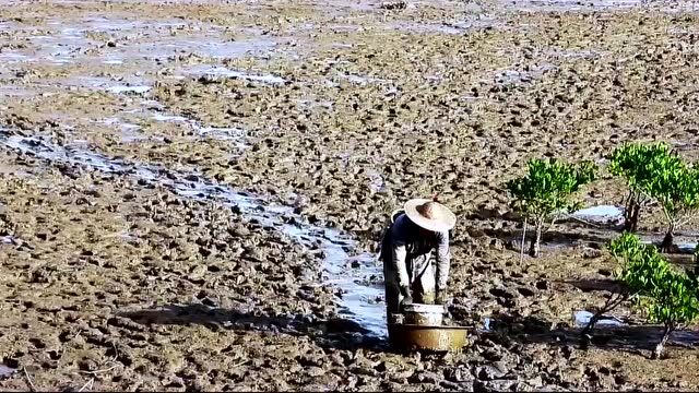 国家湿地公园|台州市玉环漩门湾湿地宣传视频