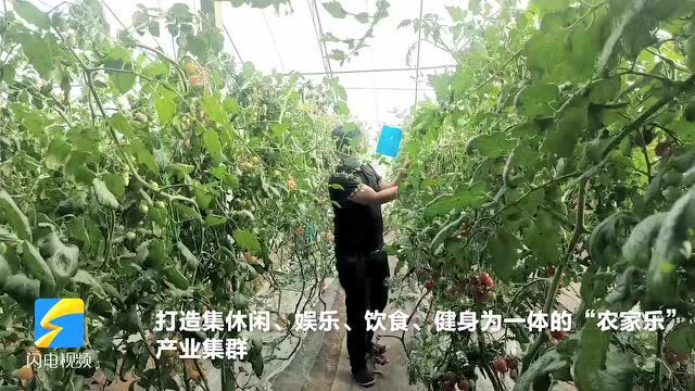 无棣县:提升农业发展含金量 组建绿色高效农业集合体