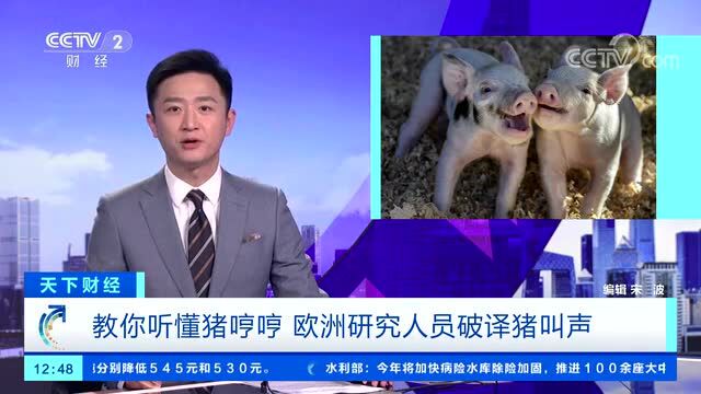 你听得懂猪叫吗?最新研究发现猪通过不同叫声表达不同情绪