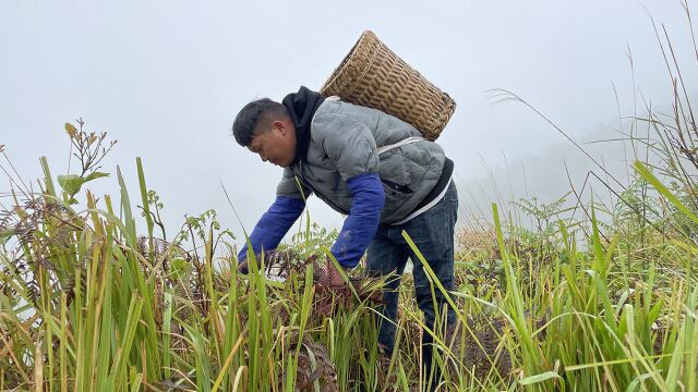 滇妹子发现长毛蕨菜,10分钟就能捡一捆,看了你喜欢吗