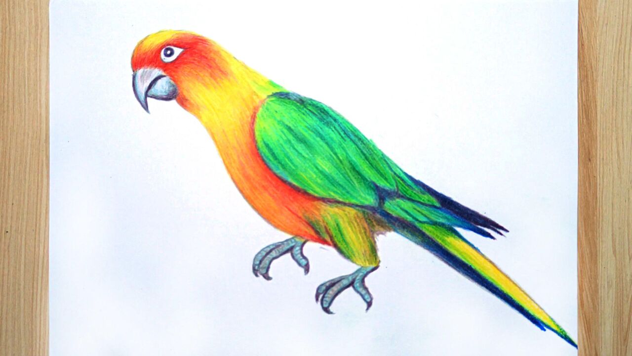 鹦鹉简笔画 动物简笔画大全 美术必学课 plate