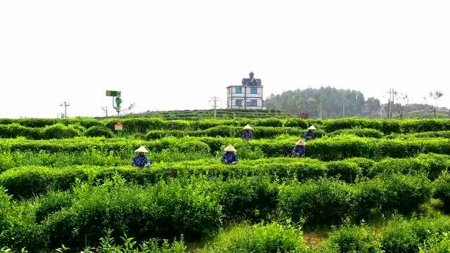 又逢新茶绿满山!4月30日,邀您一起去福州的“后花园”采春茶咯!