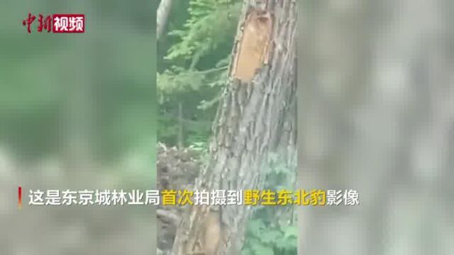 黑龙江省东京城林区首现野生东北豹“真身”