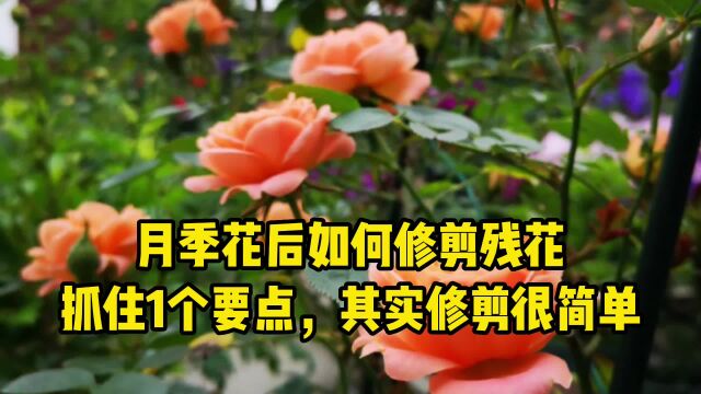 月季花后如何修剪残花,抓住1个要点,其实修剪很简单