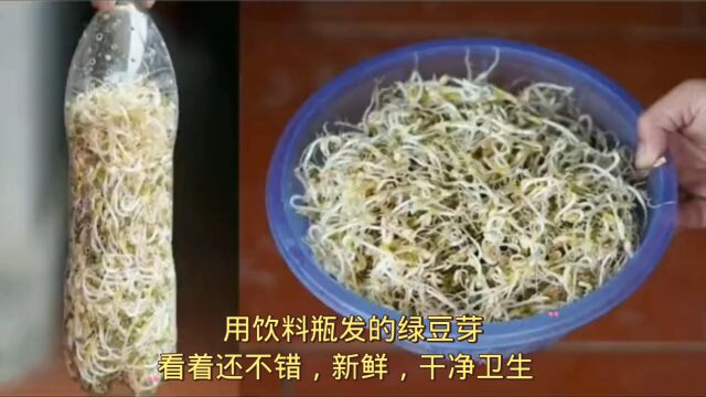 用饮料瓶发的绿豆芽,看着还不错,新鲜,干净卫生