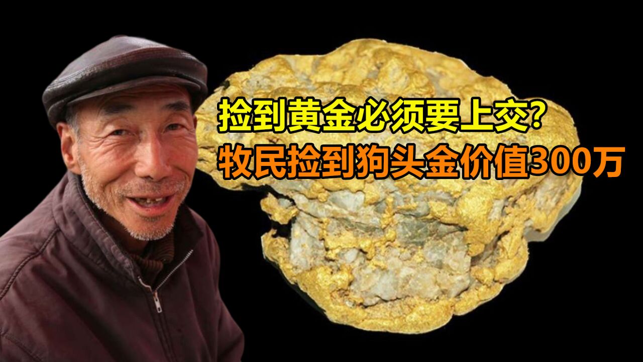 捡到黄金必须要上交?牧民捡到狗头金价值300万,结果如何?