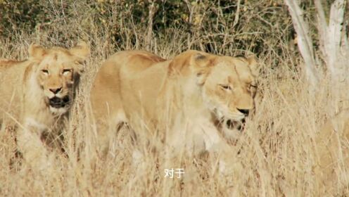 饥饿的斑鬣狗狮群里夺食，鬣狗女王被狮子咬断腿！2