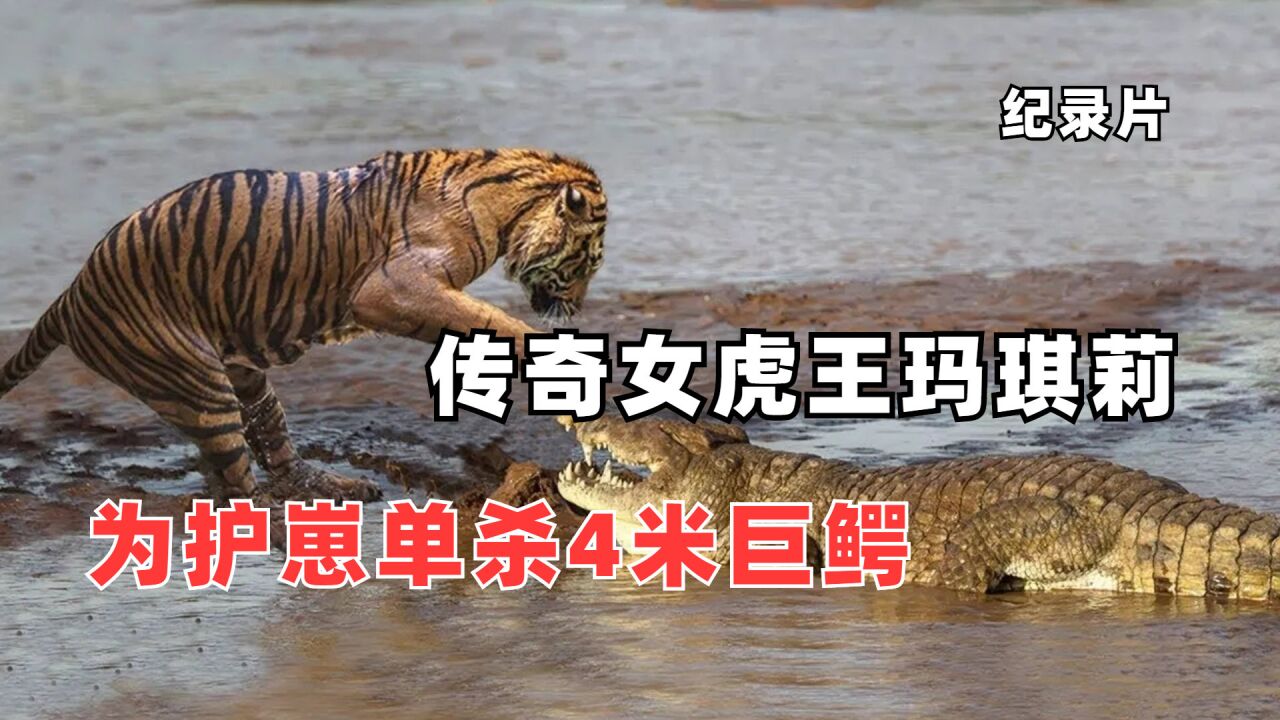 女虎王玛琪莉,为护崽单杀4米巨鳄,被印度授予终身成就奖,纪录片