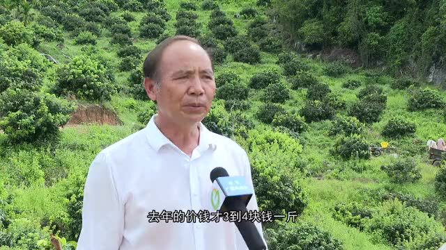 【我们的新时代】保亭荔枝“抢鲜”上市 热销岛内外市场