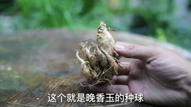 有种“香水花”,是大牌香水的提取原料,它就是晚香玉,开花爆香