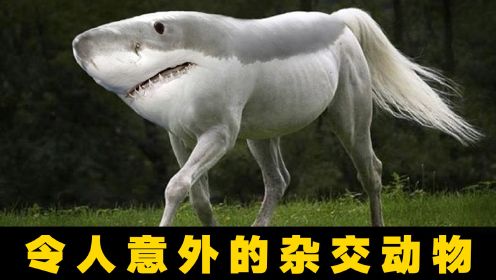 6种让你意外的杂交动物，马和鲨鱼结合是这样？