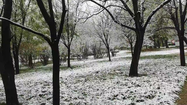 雪中的树林,大雪压青松,千树万树梨花开,唯美雪中治愈系风景