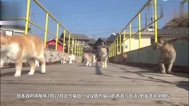 全世界最爱猫的国家:日本为猫制定了一个特殊的“猫节”!