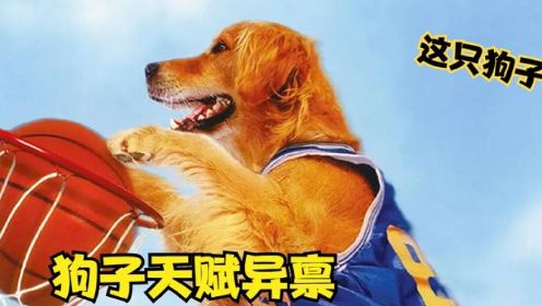 喜剧电影《飞狗巴迪》：全世界打篮球最厉害的狗，投篮几乎百发百中，外号狗界乔丹