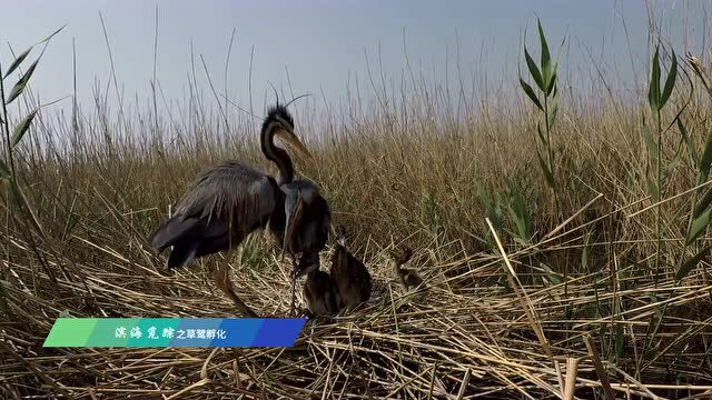 滨海觅踪—草鹭孵化